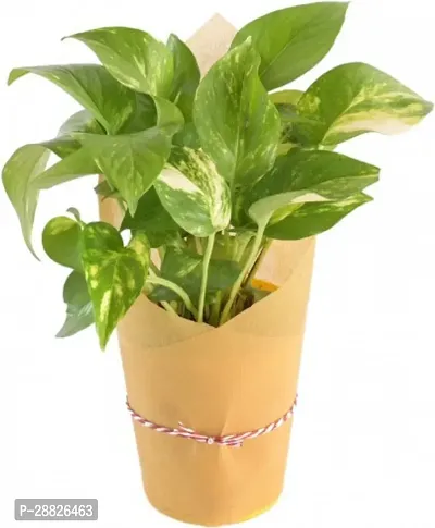 Baishnab  BEAUTIFUL MONEY PLANT Money Plant-thumb0