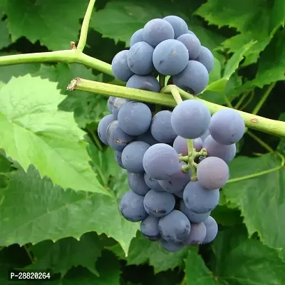 Baishnab  GLG01 Grapes Plant-thumb0