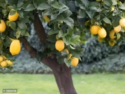 Baishnab  Baboon Lemon Plant Lemon Plant-thumb0