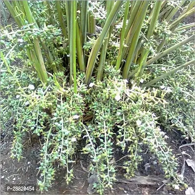 Baishnab  Elatarri plant ElaichiCardamom Plant