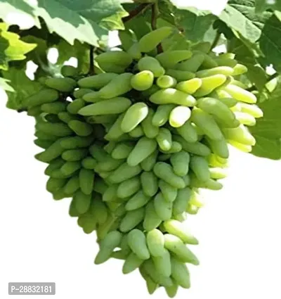 Baishnab  Chausa Grape Plant For Outdoor Garden Gra-thumb0