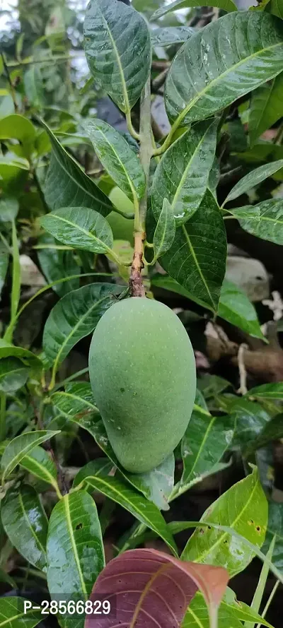 Baishnab Mango Plant Thai all time sweetmango plant-thumb0