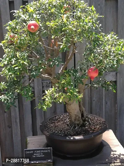 Baishnab  PLANTMATHALAM10 Pomegranate Plant