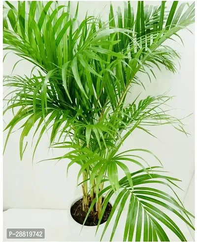 Baishnab  j101 Areca Palm-thumb0