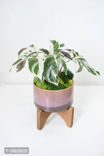 Baishnab  Money Plant CF0057 Money Plant-thumb0