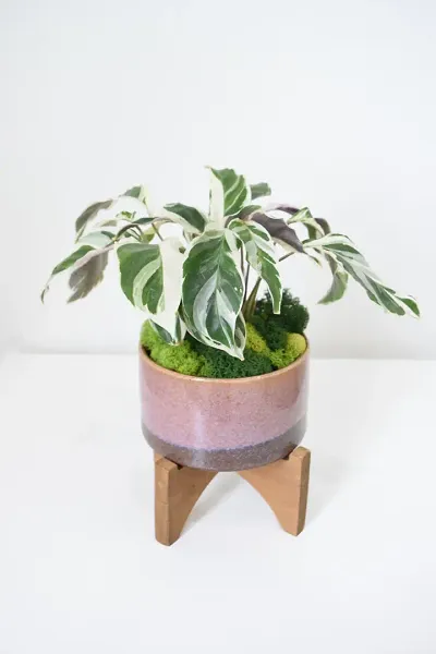 Trendy Plant & Planters 