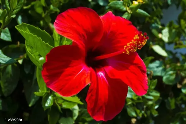 Baishnab  Hibiscus Red CF300161 Hibiscus Plant-thumb0