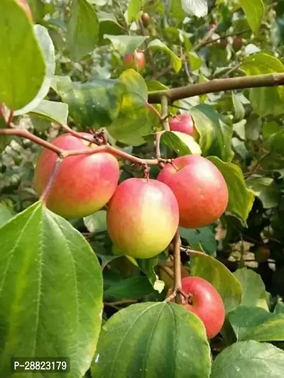 Baishnab  Apple Ber Fruit Plant Ber Apple Plant