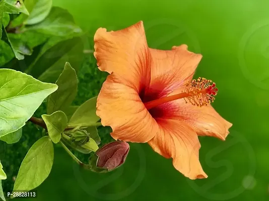 Baishnab  Hibiscus Orange Plant CF01212211 Hibisc