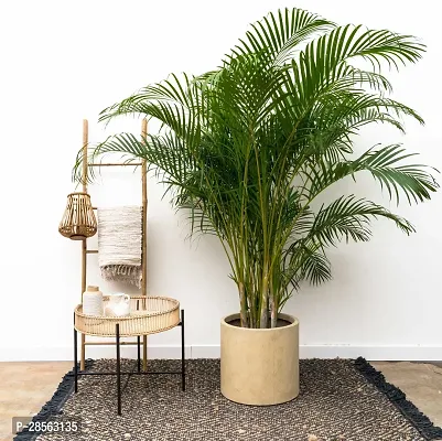 Baishnab Areca Palm ARECA PLAM-WB27-thumb0