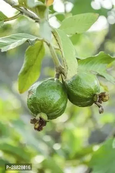 Baishnab  GSDLANTOJ1541 Guava Plant