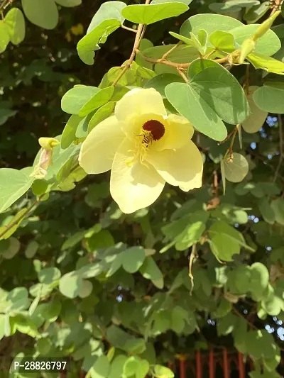 Baishnab  Kanchan  Bauhinia Acuminata Yellow Flowe