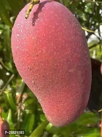 Baishnab  Vietnamese Hybrid Mango PlantGRAFTEDCF