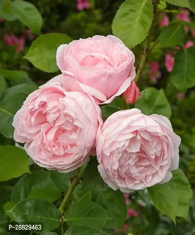 Baishnab  Hybrid All Season Live Rose PlantCF1254-thumb0