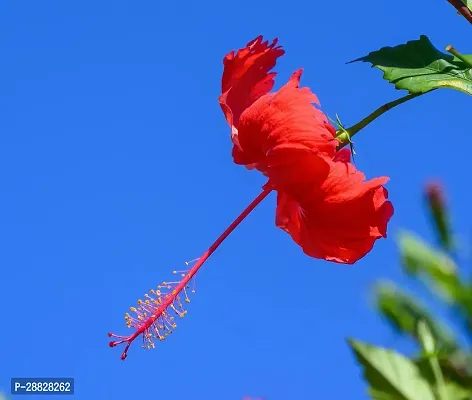 Baishnab  Hibiscus Red Live Flower Plant Disha330