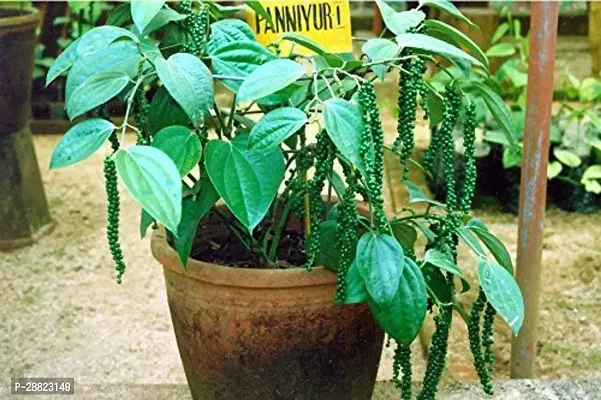 Baishnab  Black peper plant CFO172 Black Pepper-thumb0