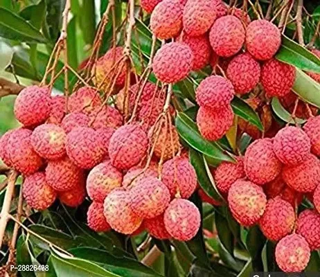 Baishnab  LUU11 Litchi Plant-thumb0