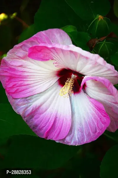 Baishnab  hibiscus plant 80711 Hibiscus Plant-thumb0