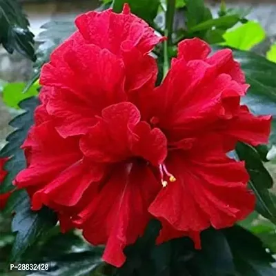 Baishnab  Hibiscus Gudhal Flower Red Double  Pl-thumb0