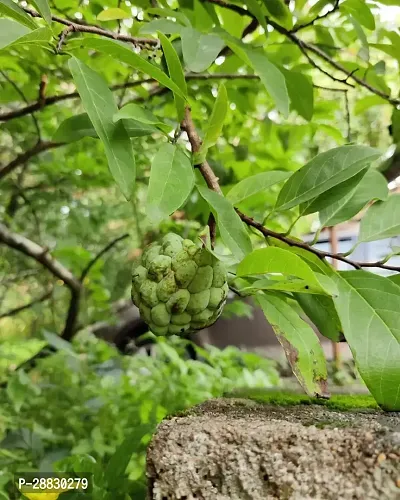 Baishnab  Custard Apple Live Plant CF0098 Custard-thumb0