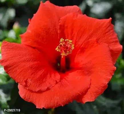 Baishnab  Tropical plant Hibiscus Plant-thumb0