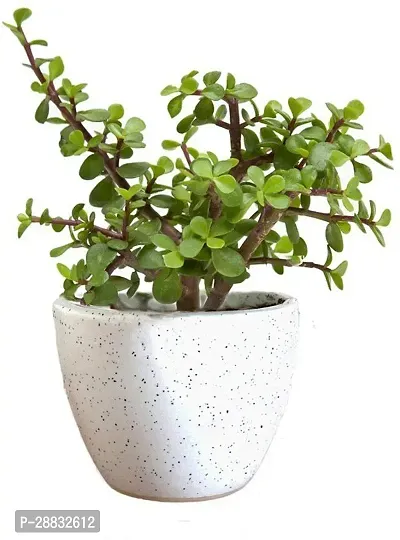 Baishnab  BG74 Jade Plant-thumb0