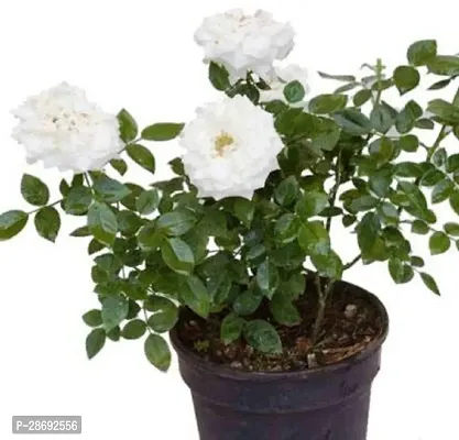 Baishnab Rose Plant White rose plant-thumb0