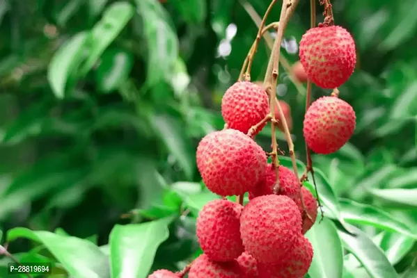 Baishnab  MOM311 Litchi Plant