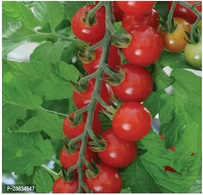 Baishnab tomato seed 500 ps fguTomato Sweet Seeds500PIECE-thumb0