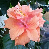 Baishnab Hibiscus Plant Orange Hibiscus Flower Plants-thumb1