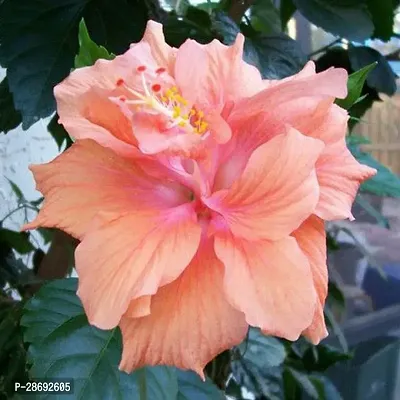 Baishnab Hibiscus Plant Orange Hibiscus Flower Plants-thumb2