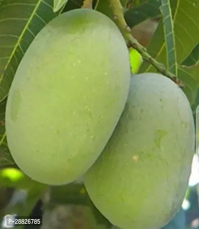 Baishnab  Langra mengo plant indoor outdoor Mango P