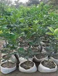 Baishnab Lemon Plant Heaven Of SaplingsLemon Plant(Pack Of 1)QQ-008-thumb1