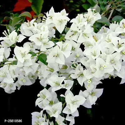 Baishnab  Bougainvillea Flower PlantK11 Bougainvil-thumb0