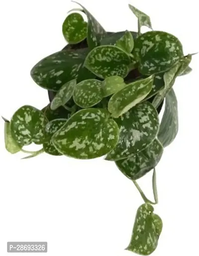 Baishnab Money Plant Satin Money Plant-thumb3