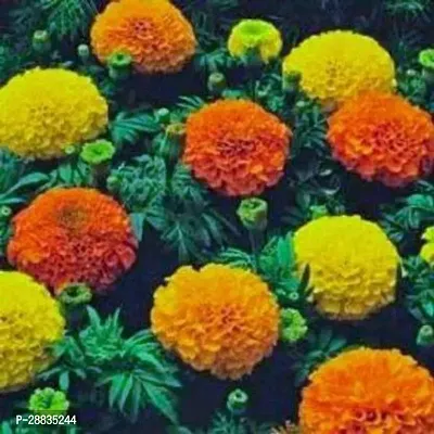 Baishnab Marigold 75ps seed mc ygA mari gold orange16475PIECE