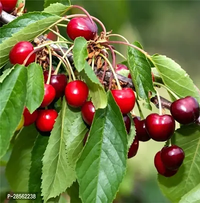 Baishnab Cherry Fruit Plant Red cherry-thumb0