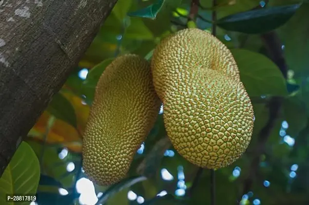 Baishnab  indoore green jackfruit plant Jack Fruit-thumb0