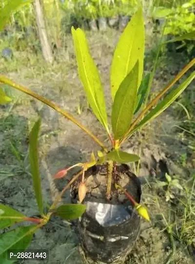 Baishnab  Rudraksha Plant 0005 Rudraksh Live Plant-thumb0