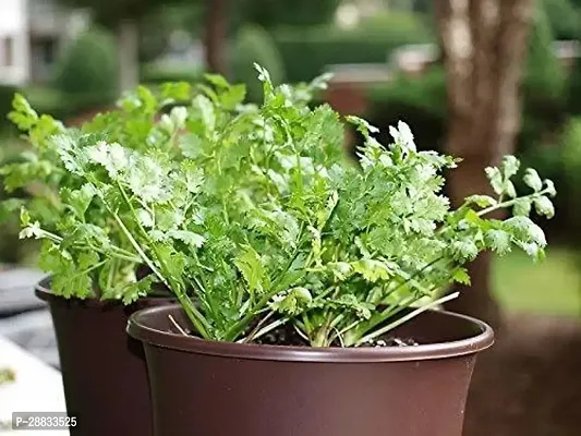 Baishnab Earth Seeds R 83Coriander131000PIECE