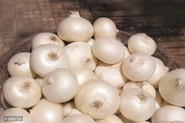 Baishnab Onion Seed 44 PsXR 222544PIECE