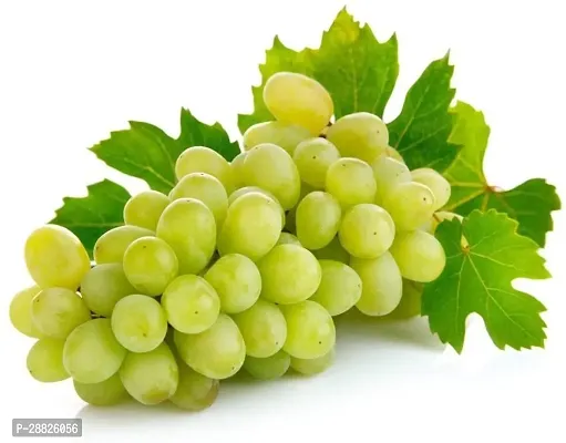 Baishnab  Good variety Hybrid grapes Grape Plant-thumb0