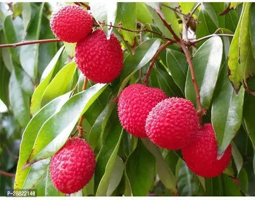 Baishnab  Purbi Litchi Plant HybridCFA268 Litchi-thumb0