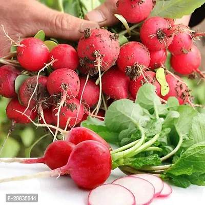 Baishnab Seed 100per packet XF430 Organic Red Cherry Radsish Seeds100PIECE