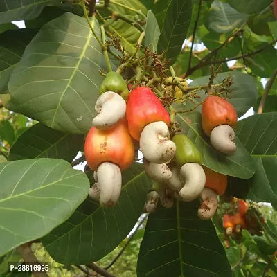 Baishnab  Cashew Nut plant 00935 Cashew Apple Plant-thumb0