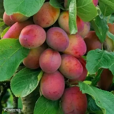 Baishnab  Aloo Bukhara Fruit Plant by Plants Bazar