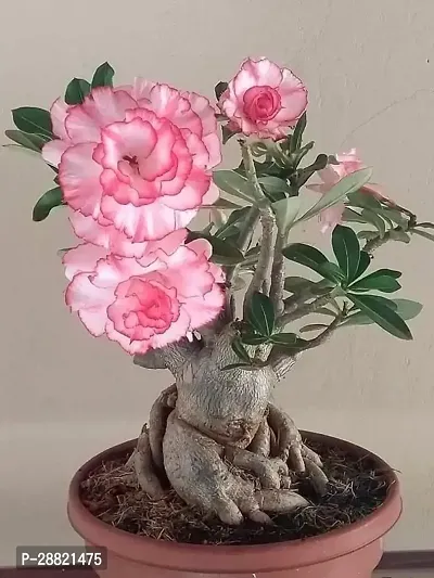 Baishnab  am01 Adenium Plant-thumb0