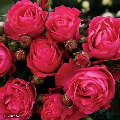 Baishnab Rose Plant CREEPER ROSE pink-thumb0