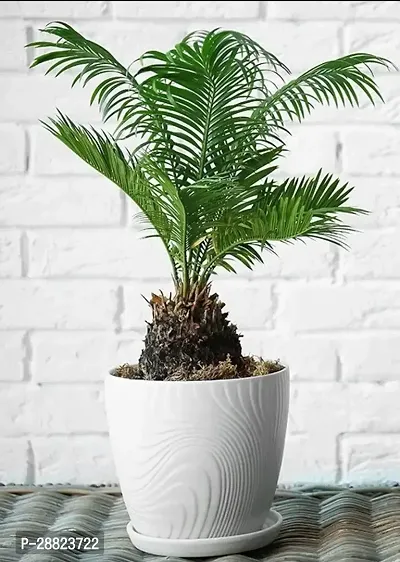 Baishnab  Cycas Revoluta Plant Live Plant CF74 Cy