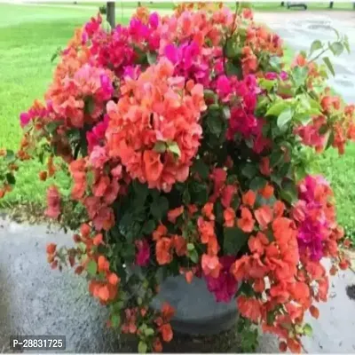 Baishnab  Bougainvillea bv27 Bougainvillea Plant-thumb0